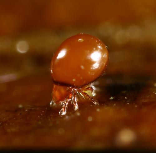 Phthiracarus sp.